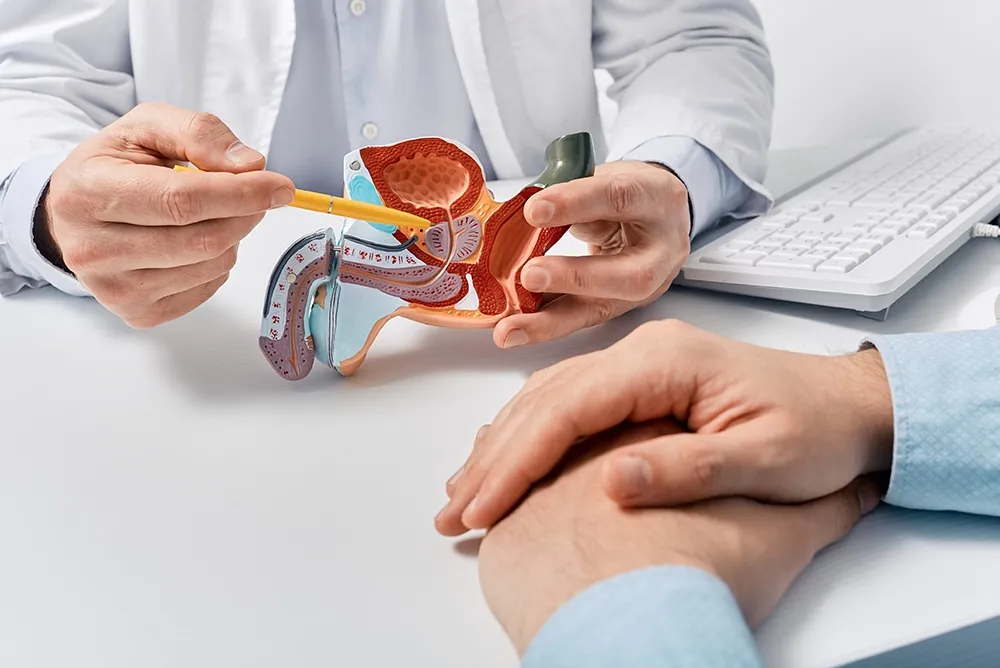 A doctor uses an anatomical model to explain the prostate gland to a patient.