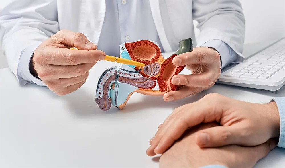 Urologist explaining prostate anatomy and male urinary system using a medical model during a patient consultation.